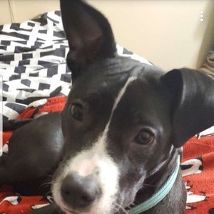 Meet your Posher, Destiny